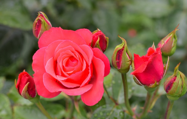 Нежная роза с бутонами крупным планом