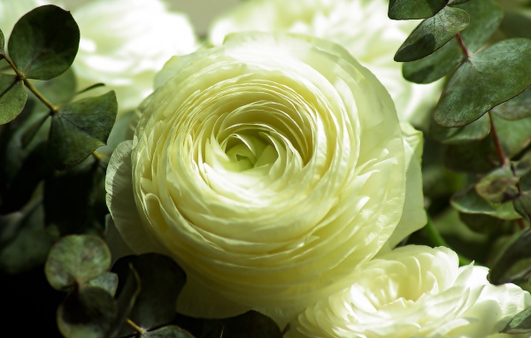 Нежный белый цветок лютика крупным планом