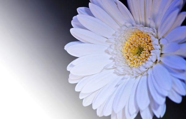 Нежный белый цветок герберы с желтой серединкой крупным планом