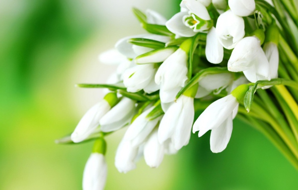 Нежные белые подснежники на зеленом фоне 