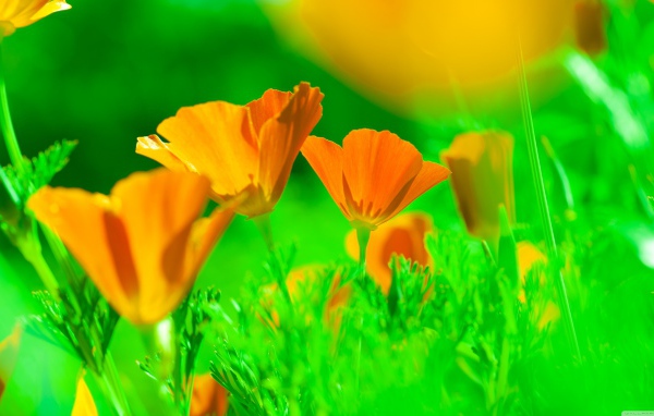 Нежные желтые цветы эшшольция