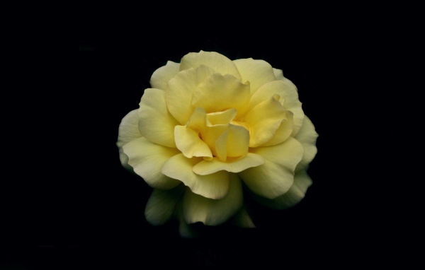 Нежная желтая роза на черном фоне