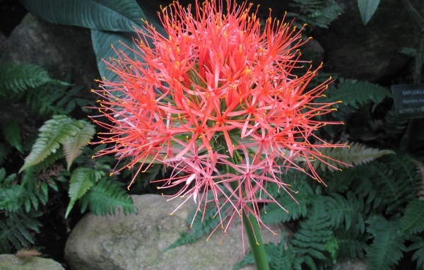 Мелкие розовые цветы папоротника