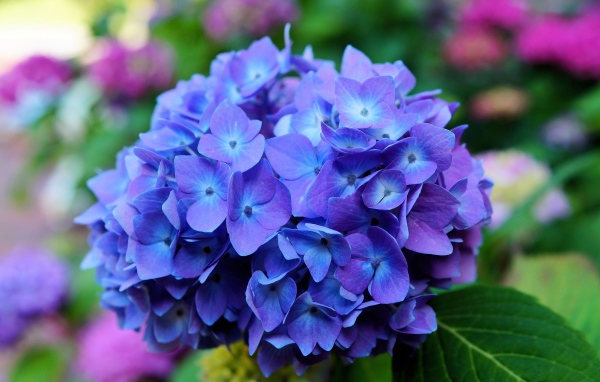 Цветок гортензии крупным планом