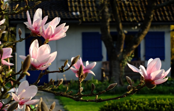 Цветущая ветка магнолии