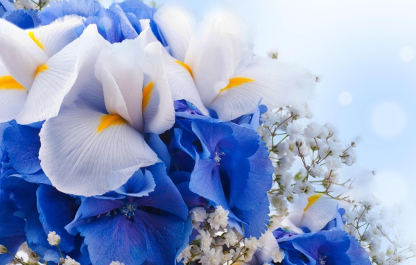 Цветы ириса, гортензии и гипсофилы крупным планом