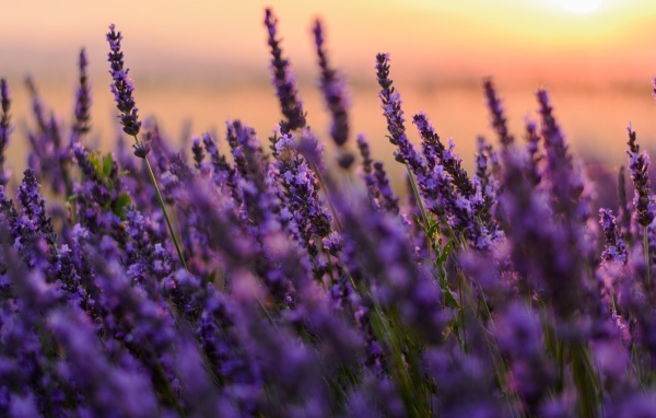 Цветы сиреневой лаванды на закате 