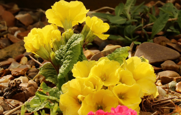 Цветы желтой примулы на камнях 