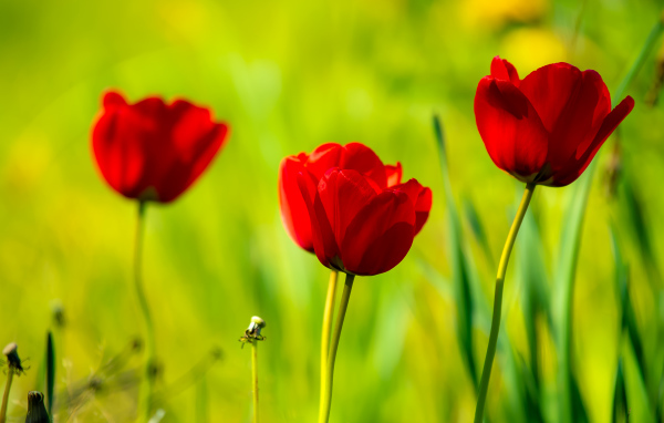 Четыре красных тюльпана в лучах солнца 