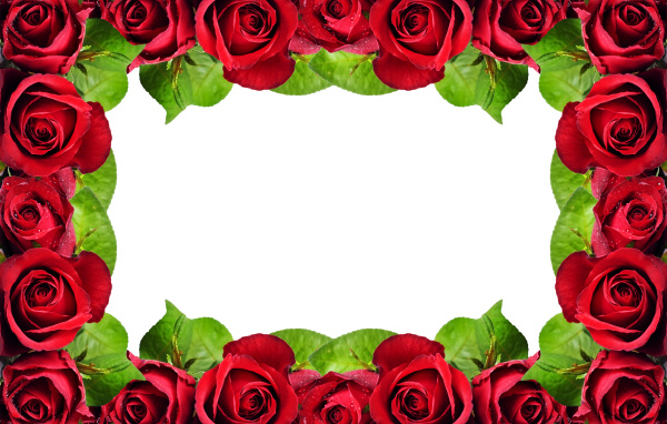 Рамка из красных роз на белом фоне