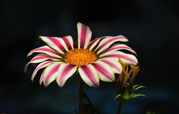 Газания крупным планом на черном фоне