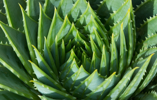 Сочные зеленые листья цветка алоэ 