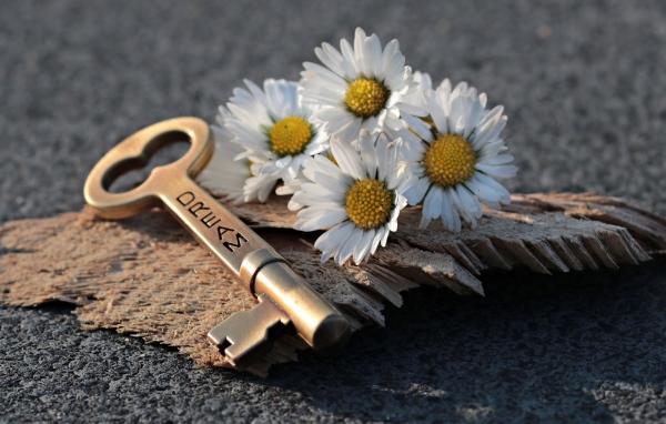 Ключик с белыми ромашками на асфальте