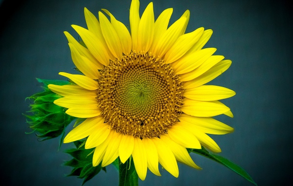 Большой цветок подсолнуха крупным планом