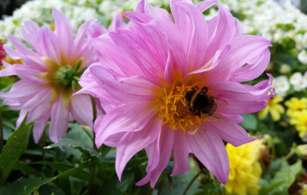 Крупные сиреневые георгины на клумбе