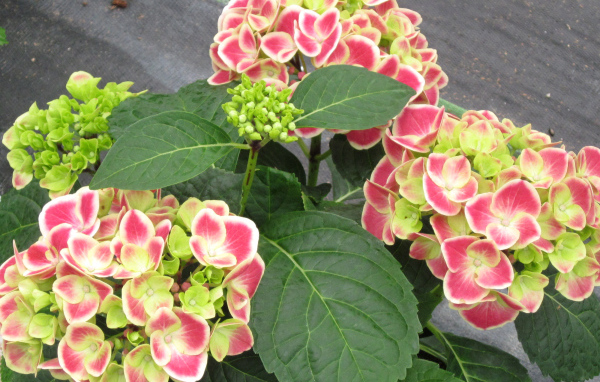 Большие розовые цветы гортензия