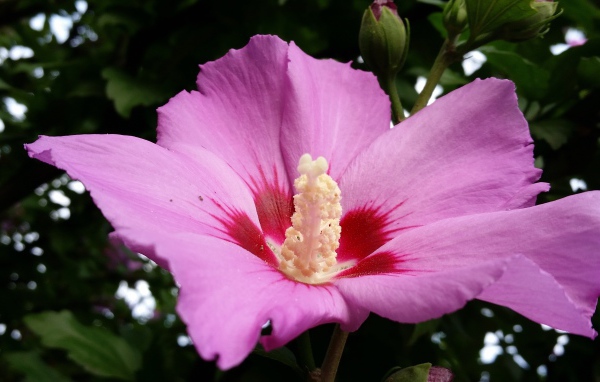 Большой розовый цветок гибискуса с бутоном