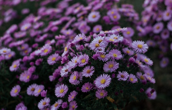 Сиреневые осенние цветы сентябринка 