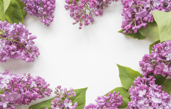 Цветы сирени на сером фоне 