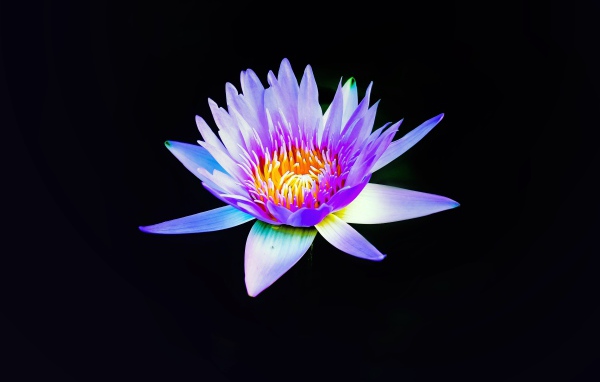 Цветок сиреневого лотоса на черном фоне крупным планом