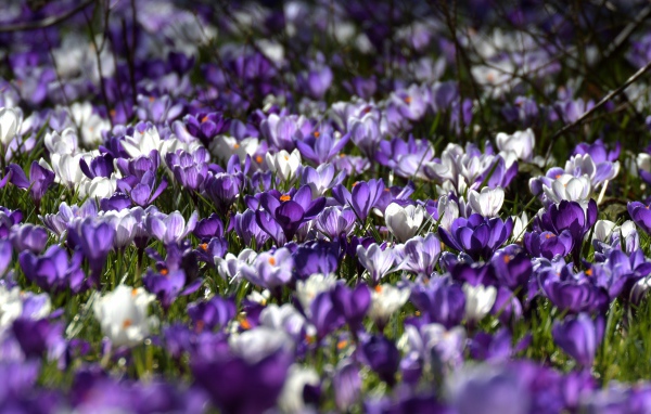 Много красивых разноцветных крокусов