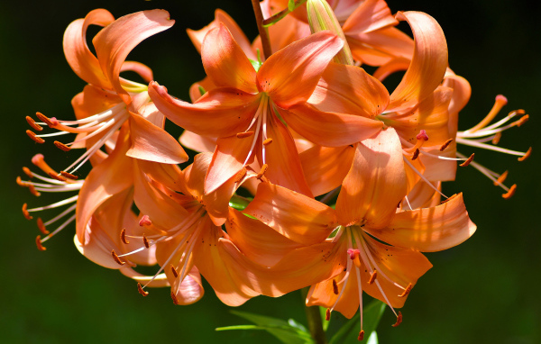 Много красивых оранжевых лилий в лучах солнца