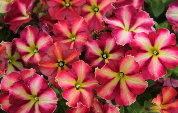 Много красивых розовых цветов петунии 