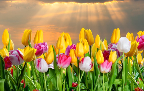 Много красивых тюльпанов под небом