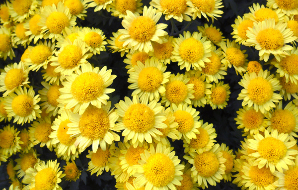 Много красивых желтых хризантем крупным планом