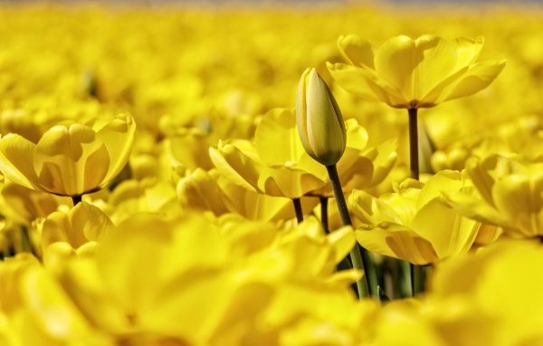 Много красивых желтых тюльпанов крупным планом