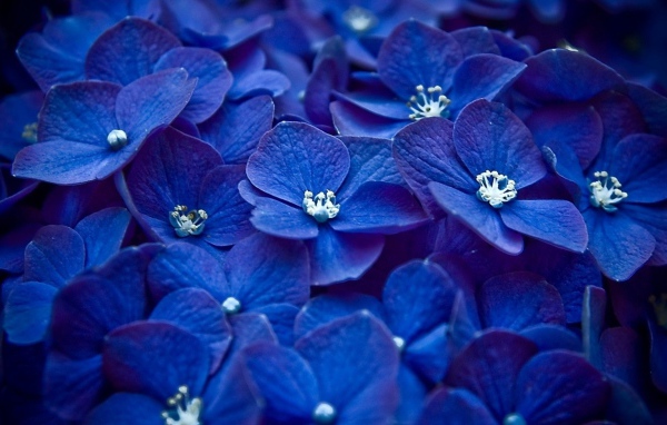 Много синих цветов гортензии крупным планом