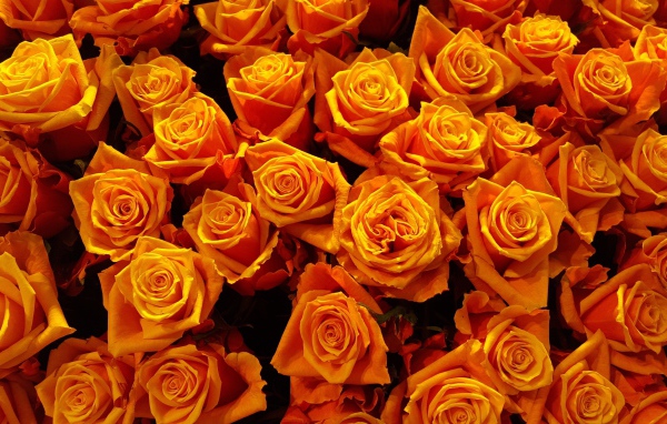 Много оранжевых роз крупным планом