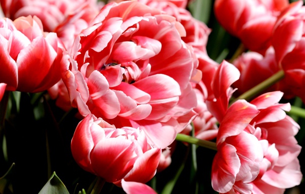 Много розово-белых тюльпанов крупным планом