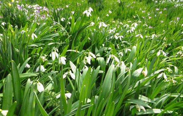 Много белых подснежников с зелеными листьями