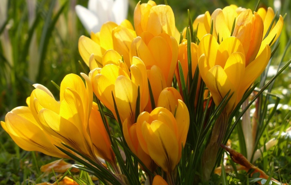 Много желтых весенних цветов крокусов
