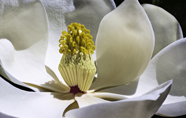 Середина белого цветка магнолии крупным планом