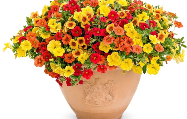 Разноцветные цветы петунии в горшке на белом фоне