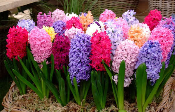 Разноцветные гиацинты крупным планом