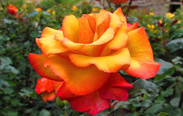 Оранжево - красная роза крупным планом