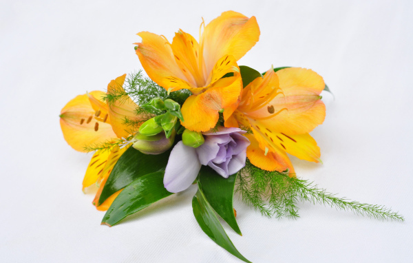Оранжевые цветы альстромерия на белом фоне
