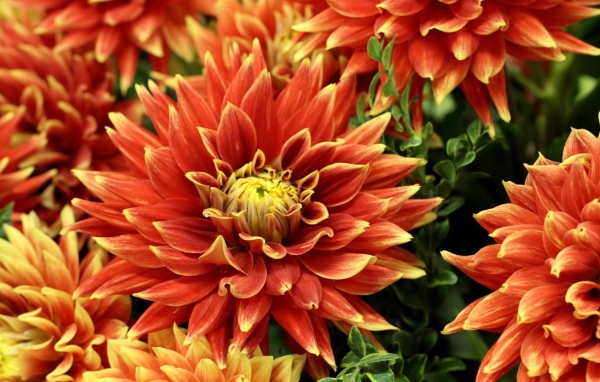 Оранжевые красивые георгины крупным планом 