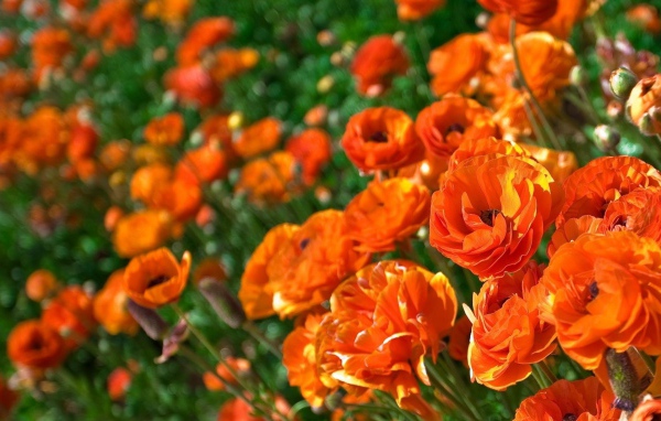 Оранжевые лютики крупным планом