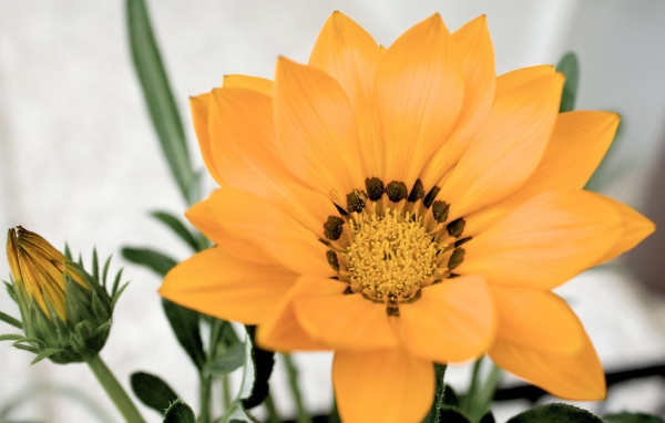 Оранжевый цветок газания с бутоном