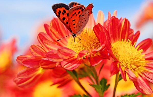 Оранжевые цветы георгина с бабочкой