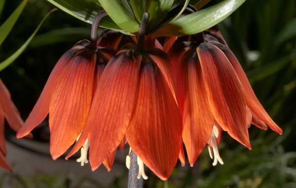 Оранжевые цветы рябчика крупным планом