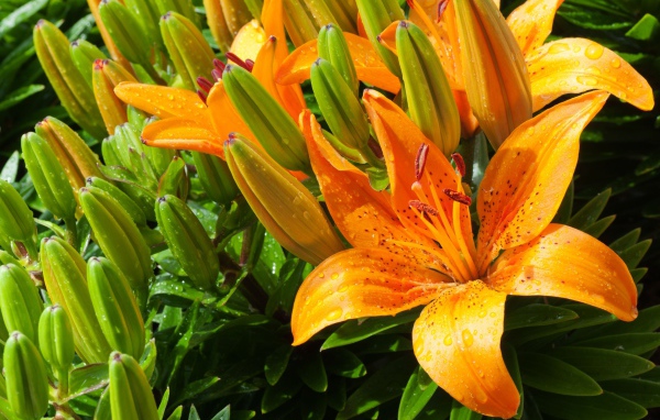 Оранжевые лилии с бутонами в каплях воды