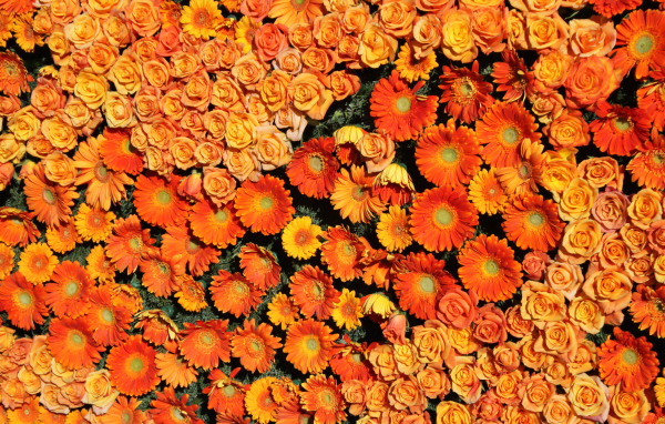Оранжевые розы и герберы вид сверху