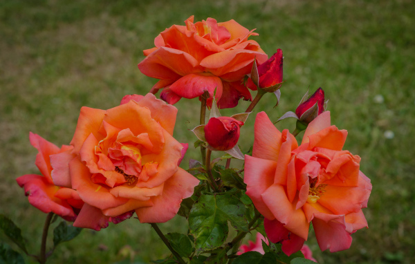 Оранжевые розы с бутонами на клумбе в саду