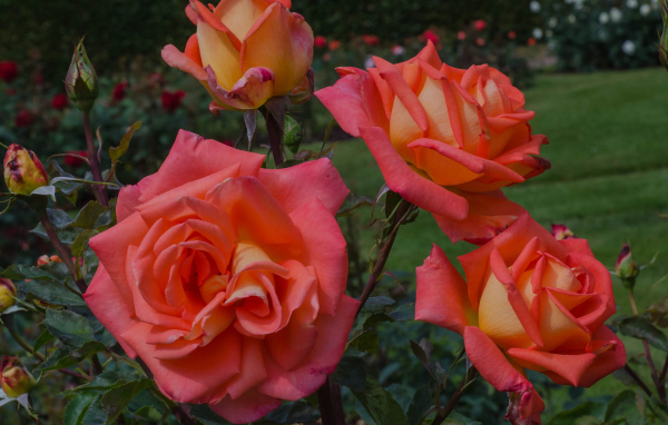 Оранжевые розы с бутонами на клумбе крупным планом