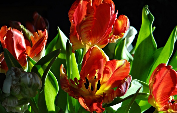 Оранжевые тюльпаны с зелеными листьями на черном фоне
